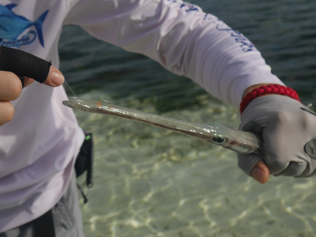 Ismét egy kuriózumhal. Trumpetfish szippantotta fel a rák utánzatot
